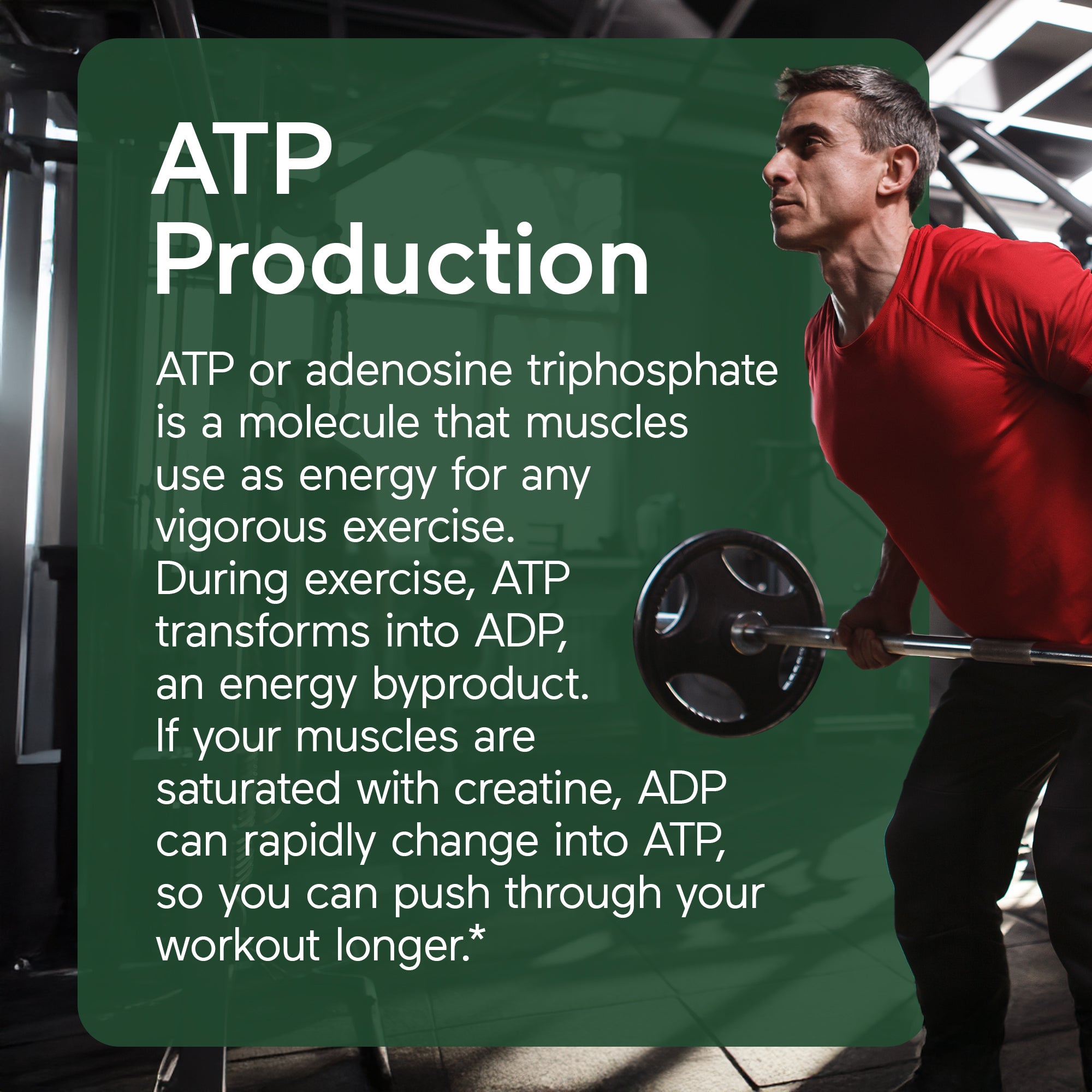Man lifting weights with text about ATP production in a gym setting