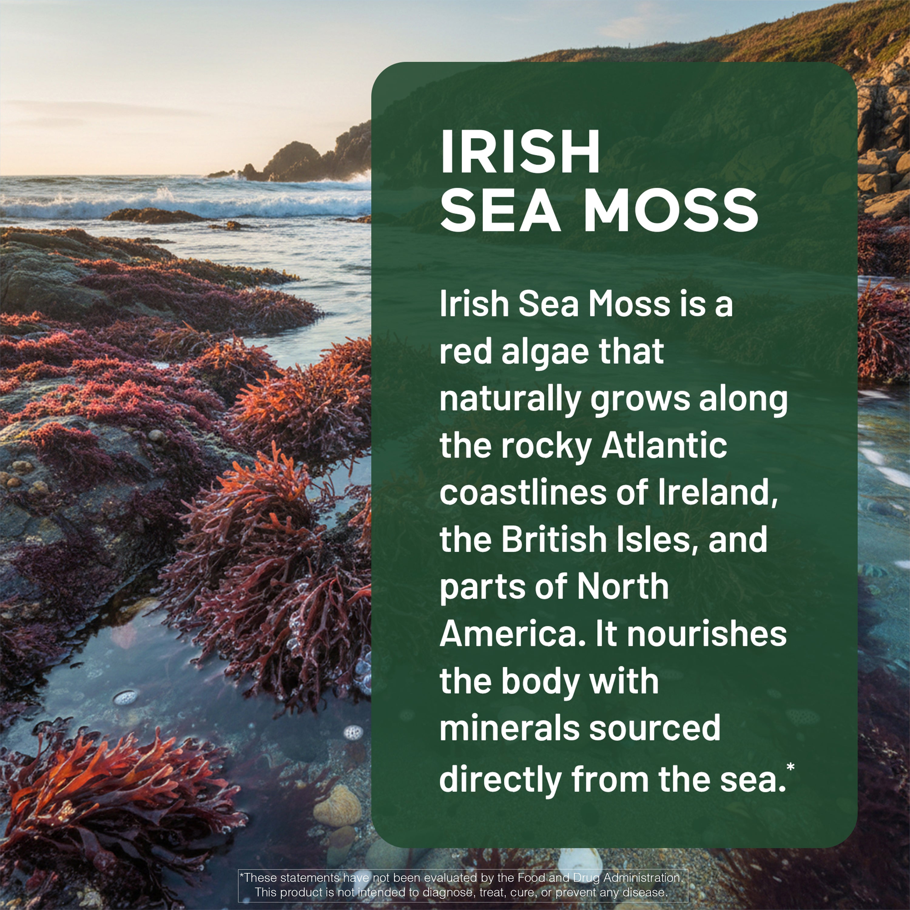 Irish sea moss with text overlay on a rocky coastline