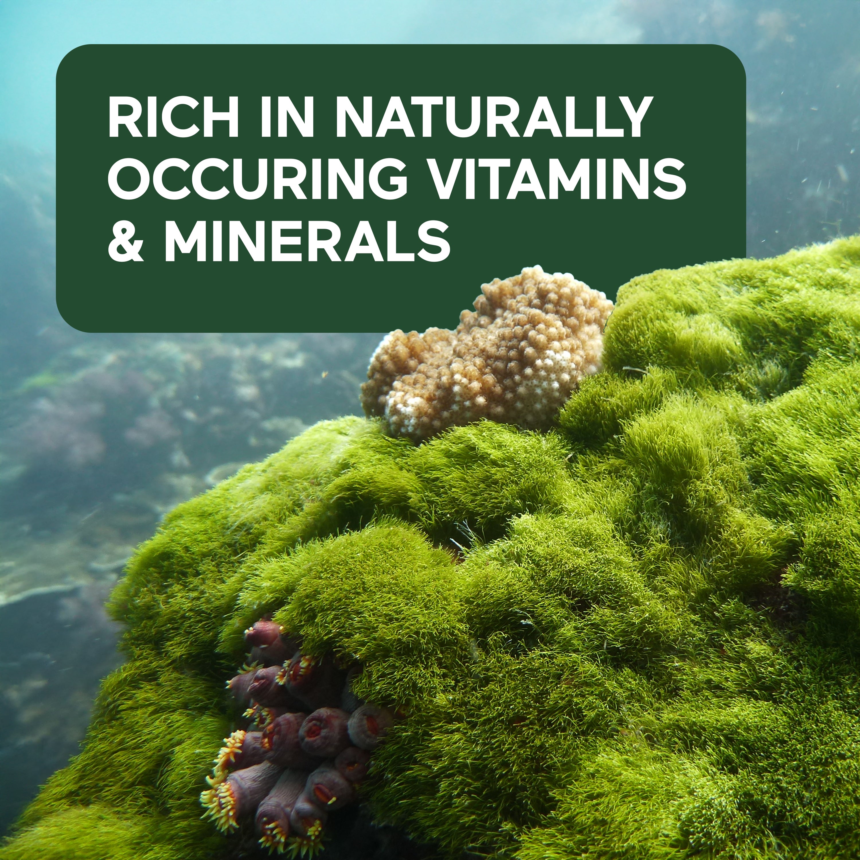Mossy rock with marine life and text overlay about vitamins and minerals